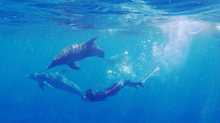 Mit Delfinen Schwimmen Auf Fuerteventura Fuerteventura Aktiv Com