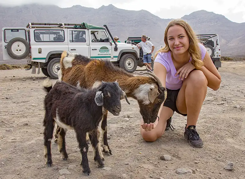 Jeep Safari Fuerteventura Mädchen füttert Ziegen